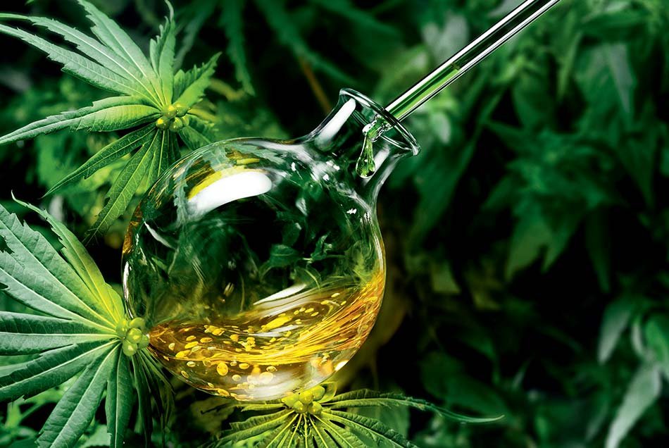 Garnier Bio Hemp: De groene wetenschap van hennepzaadolie: Organische Hennepzaadolie staat bekend om zijn herstellende en voedende eigenschappen.